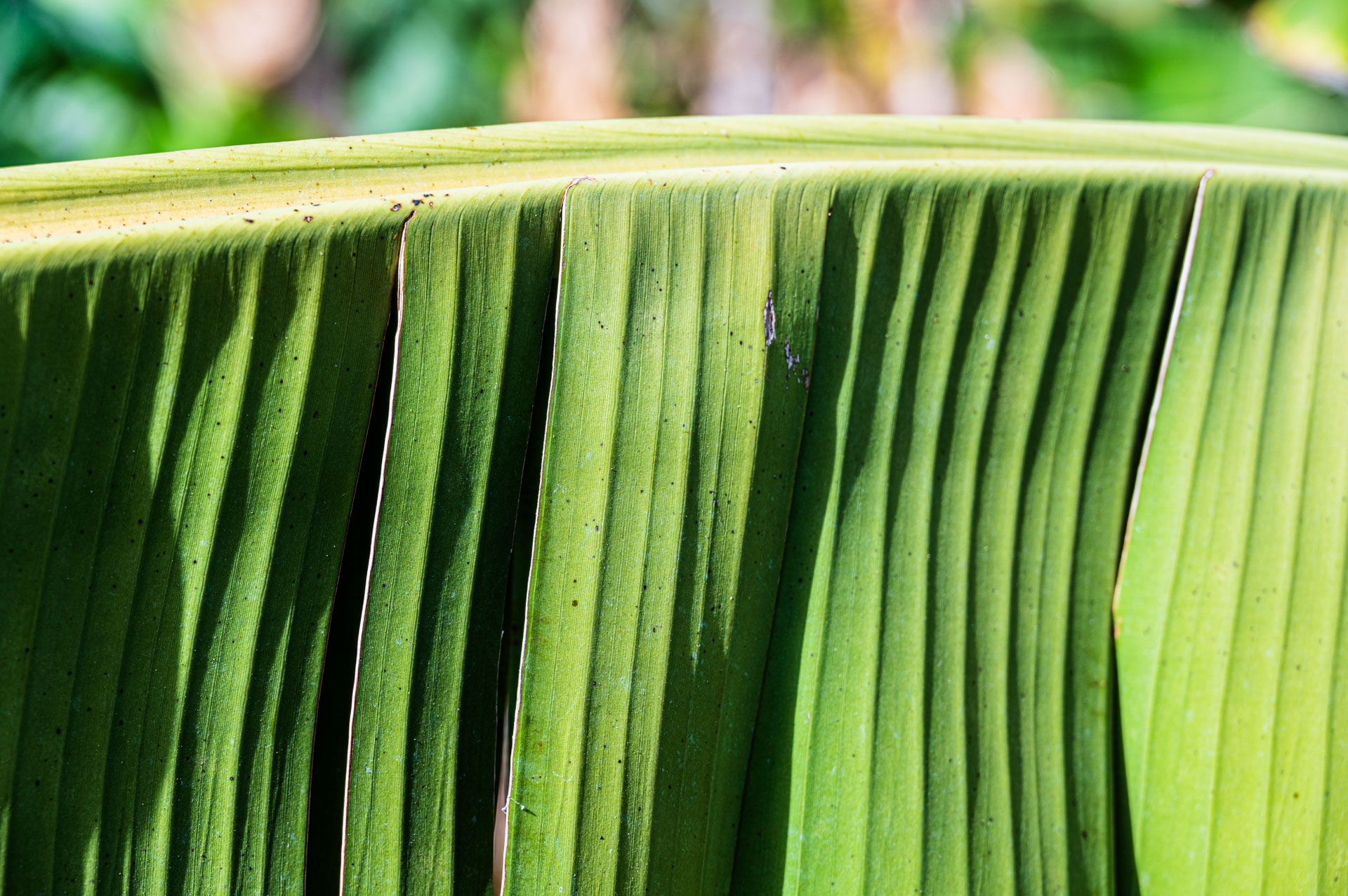 Bananenblatt