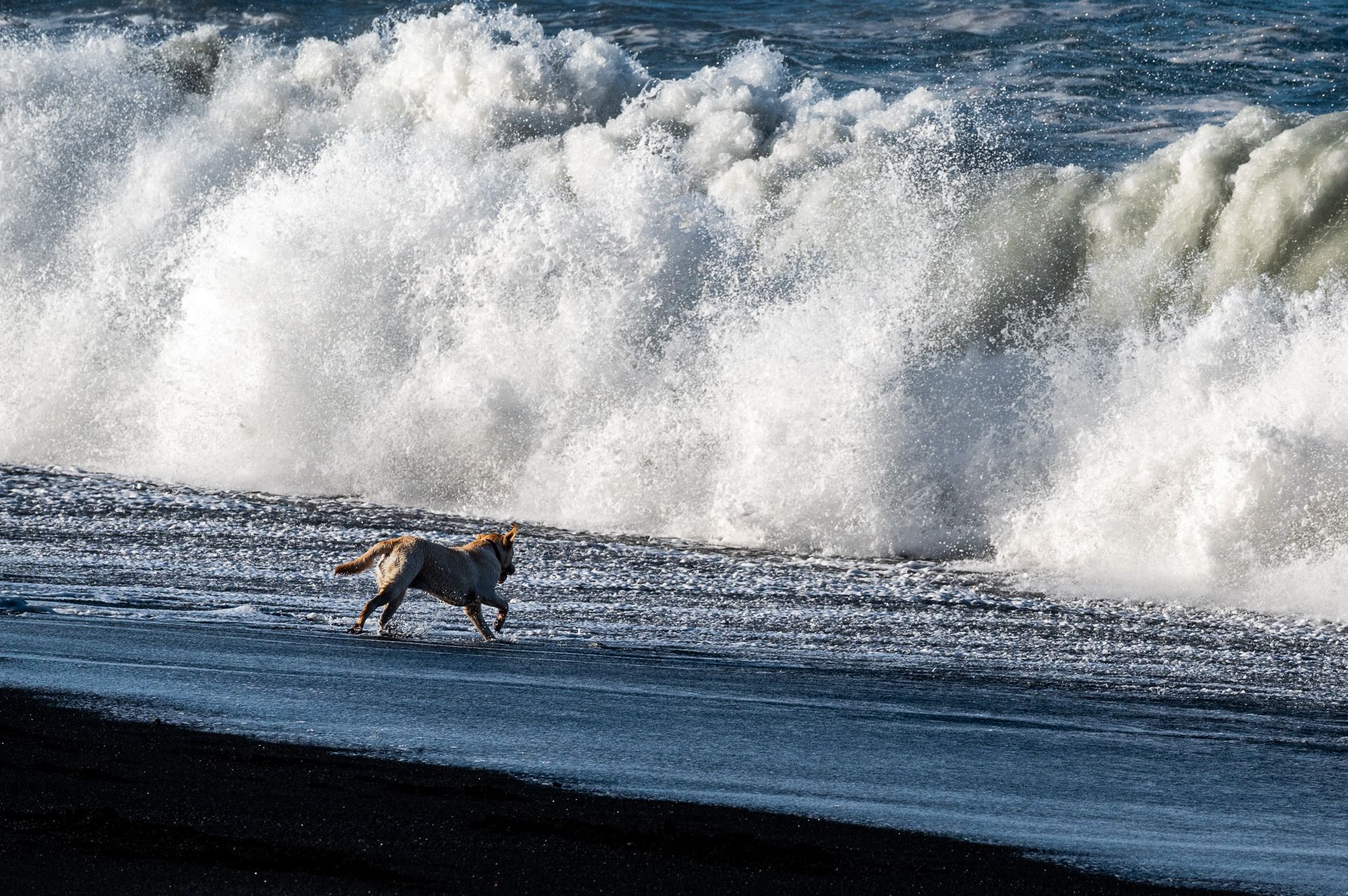 Hund am Strand