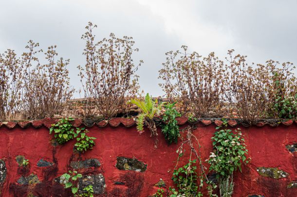 die Natur kommt zurück