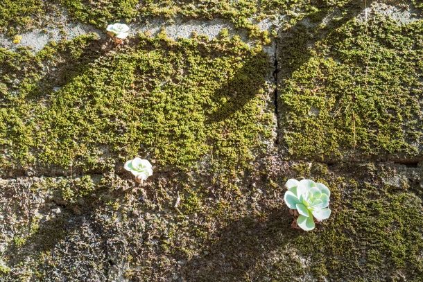 die Natur kommt zurück