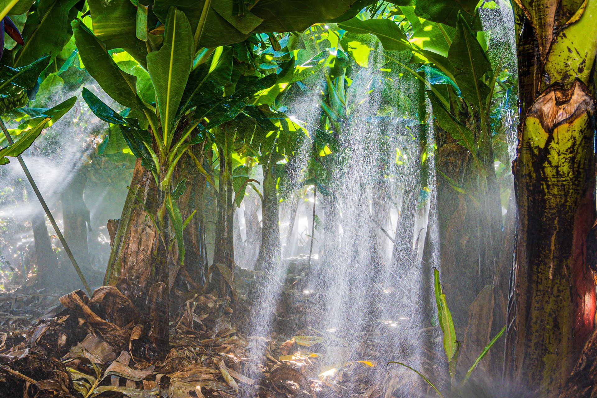 Bananen werden bewässert