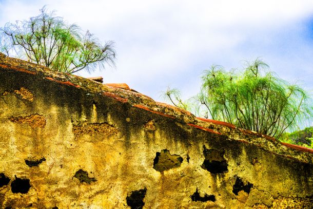 die Natur kommt zurück