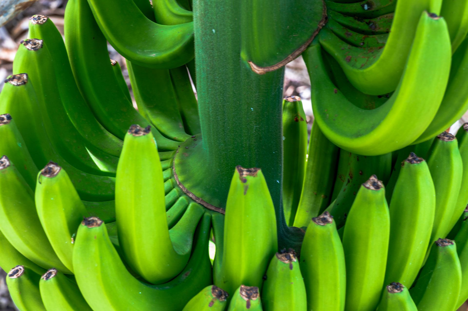Banane