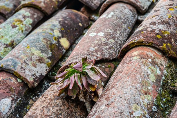 die Natur kommt zurück