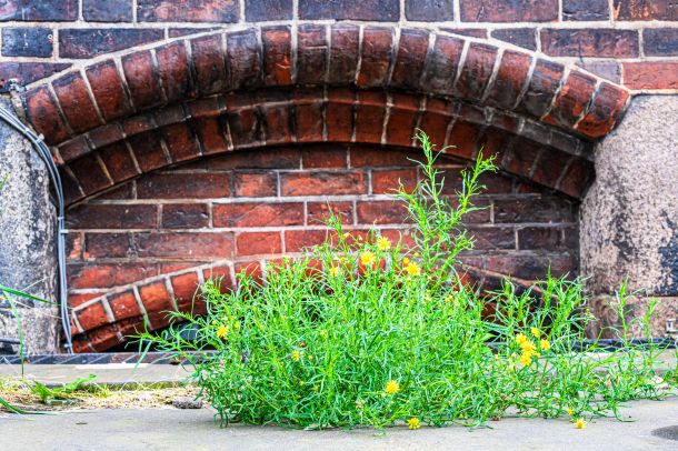 die Natur kommt zurück