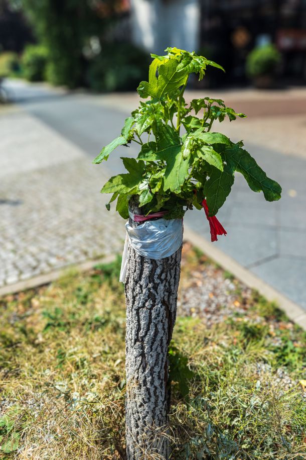 die Natur kommt zurück