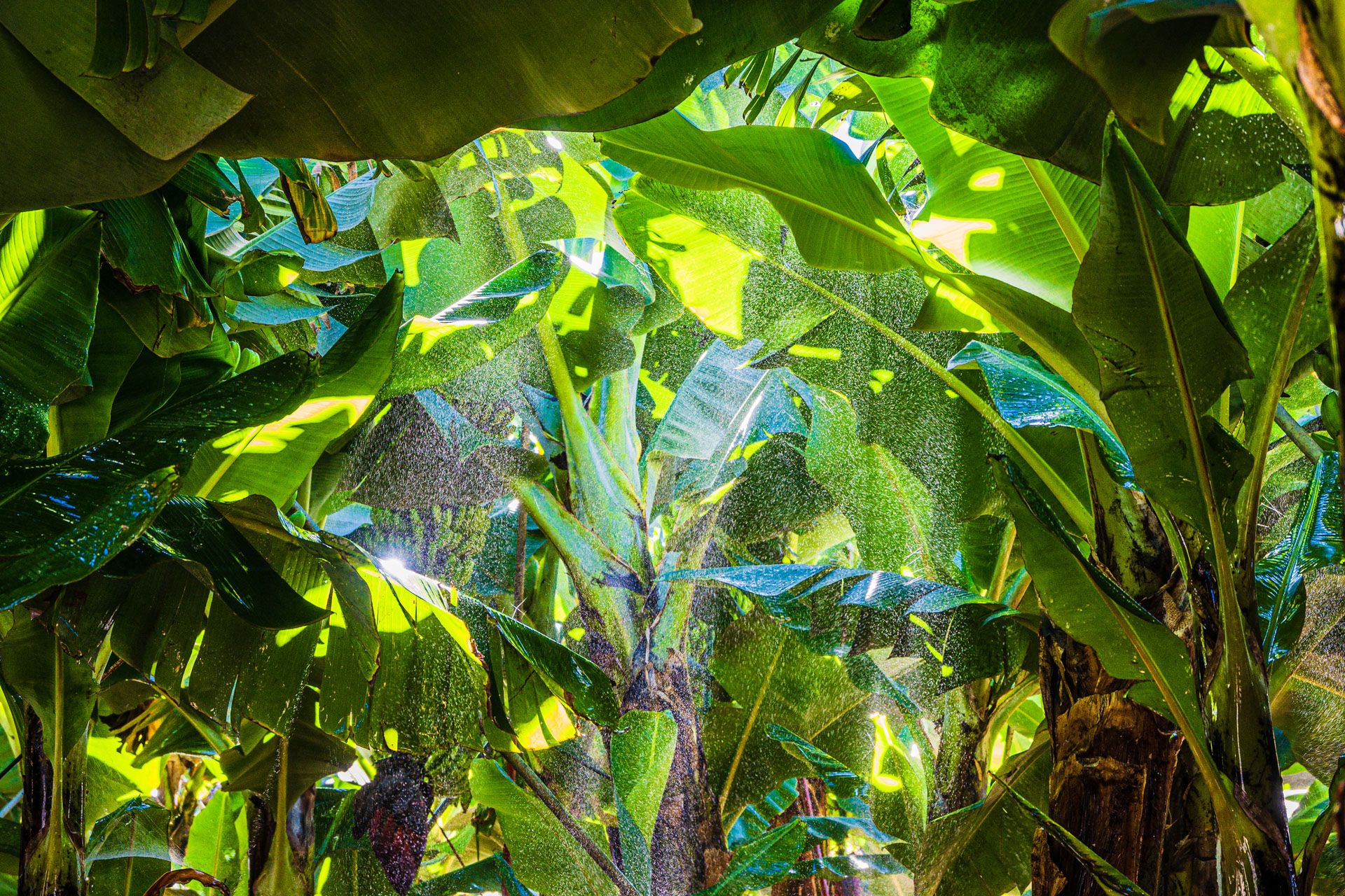 Bananen werden bewässert