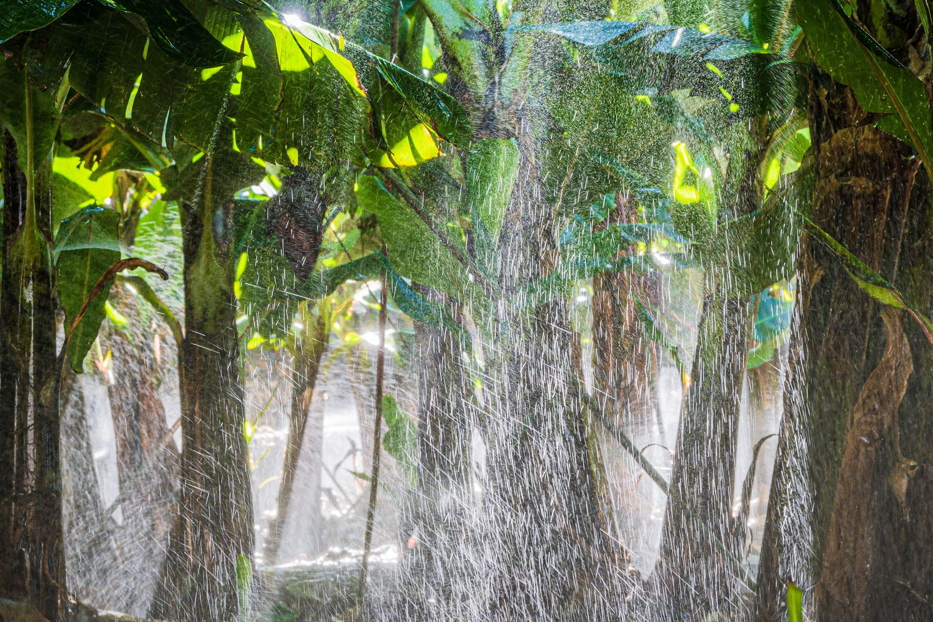 Bananen werden bewässert