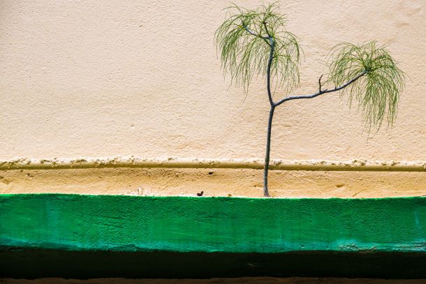 die Natur kommt zurück