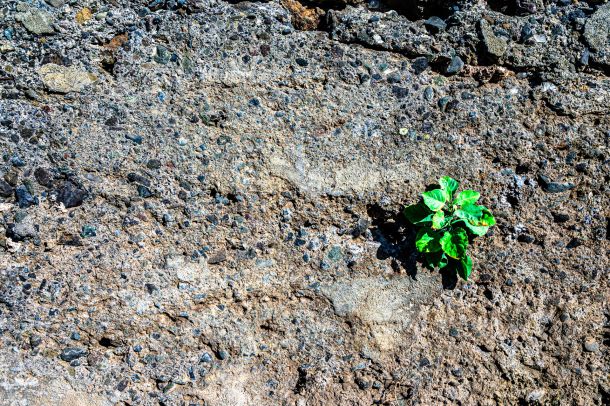 die Natur kommt zurück