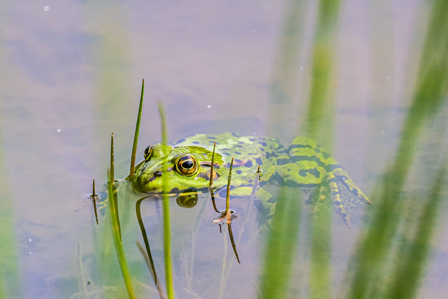Frosch